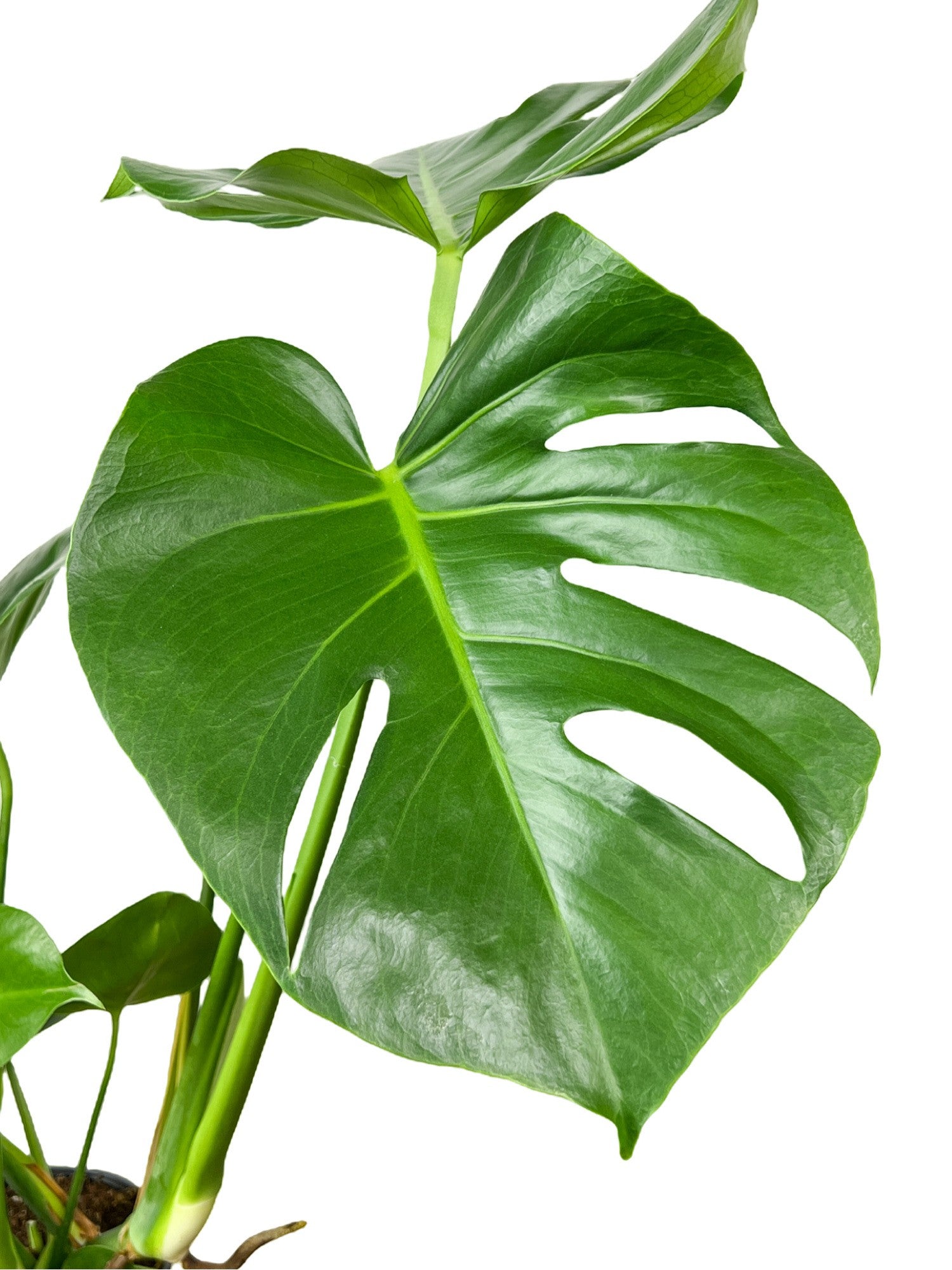 Grande feuille verte et découpée d'une plante d'intérieur Monstera Deliciosa sur fond blanc