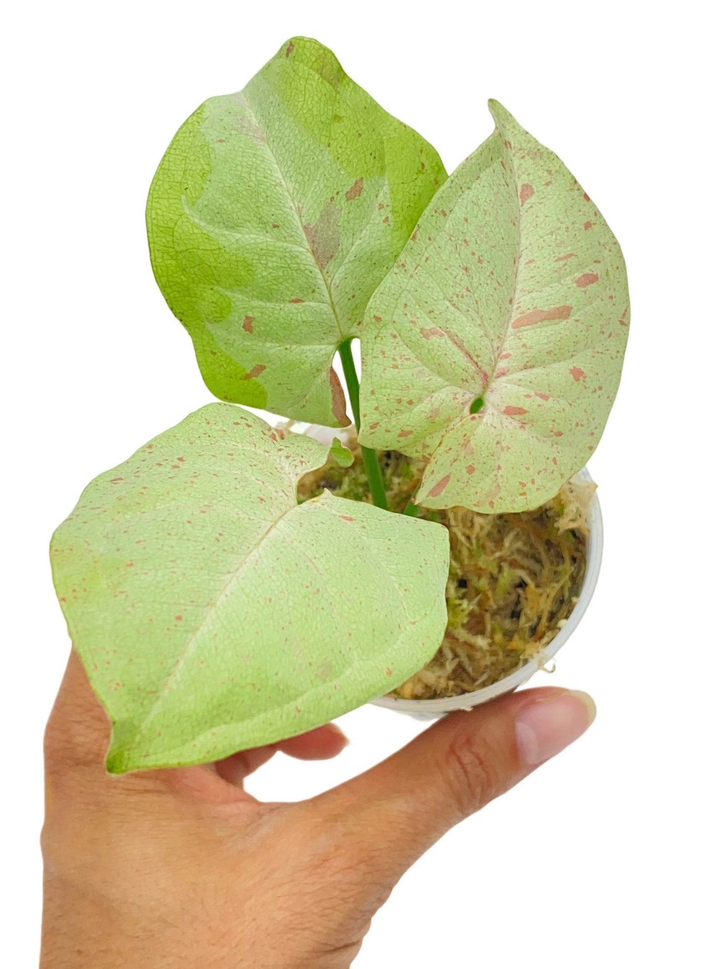 Syngonium Confetti - plantandstories