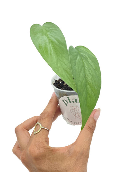 Epipremnum Cebu blue