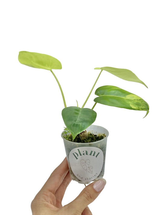 Jeune philodendron Burle Marx variegata avec des feuilles vertes panachées de jaune, dans un petit pot en plastique transparent