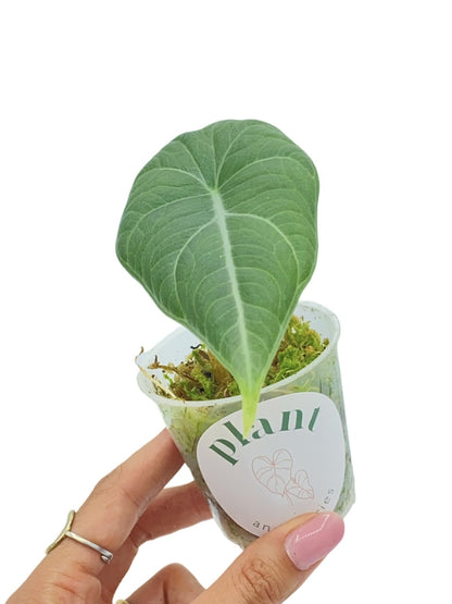 Alocasia Maharani