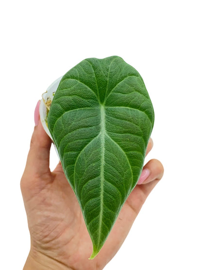 Alocasia Maharani