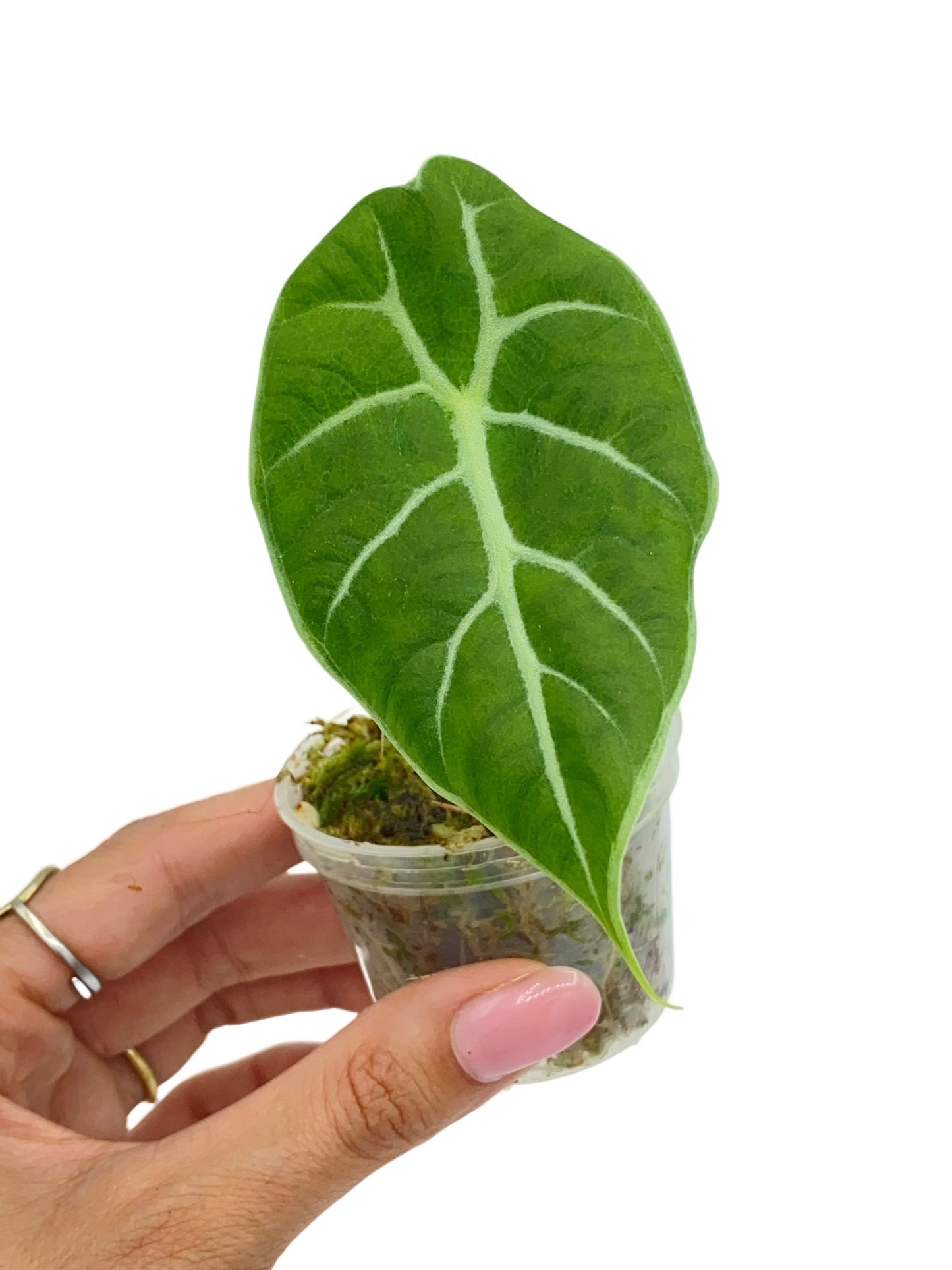 Alocasia Watsoniana