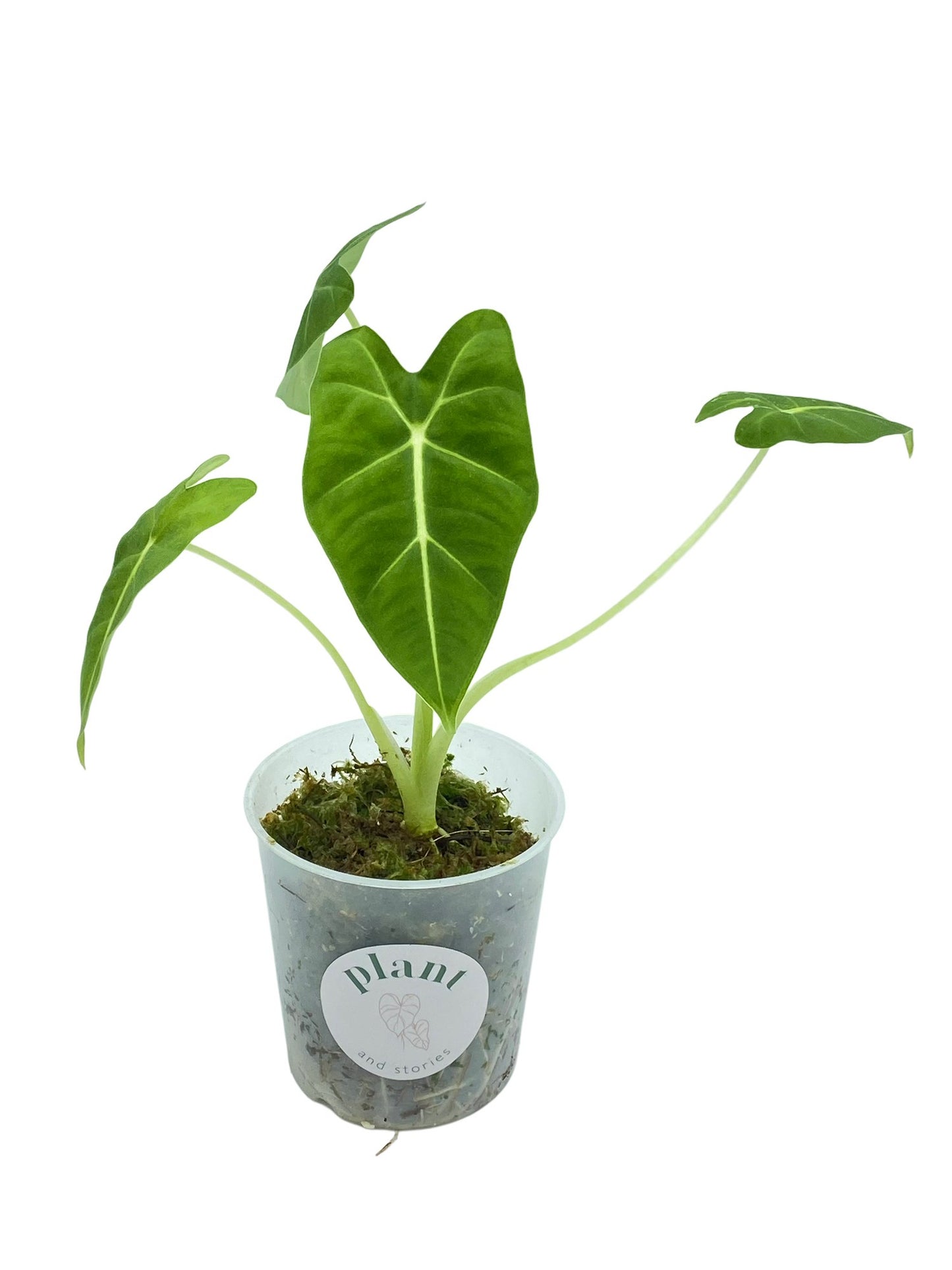 Alocasia Micholitziana (Frydek)