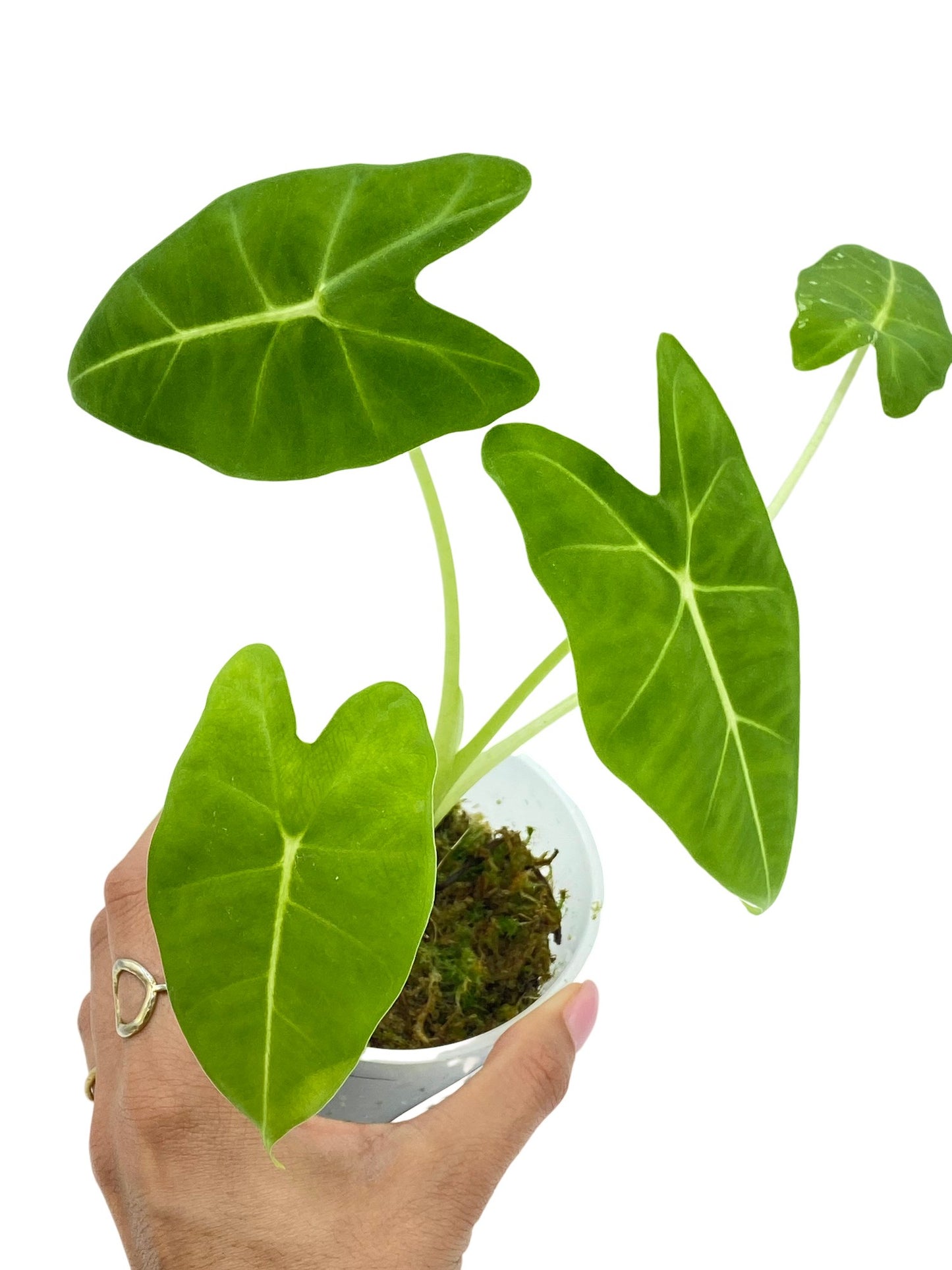 Alocasia Micholitziana (Frydek)