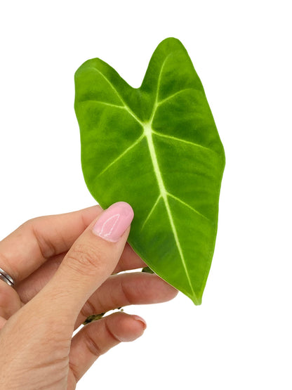 Alocasia Micholitziana (Frydek)