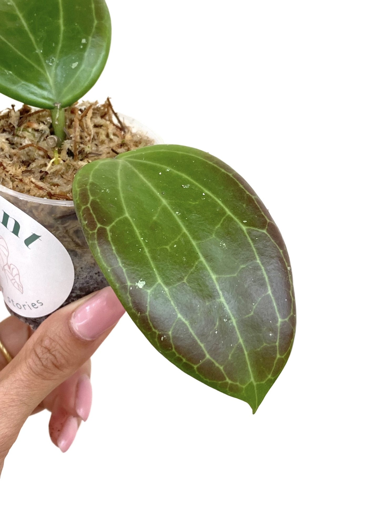 Hoya Quinquenervia