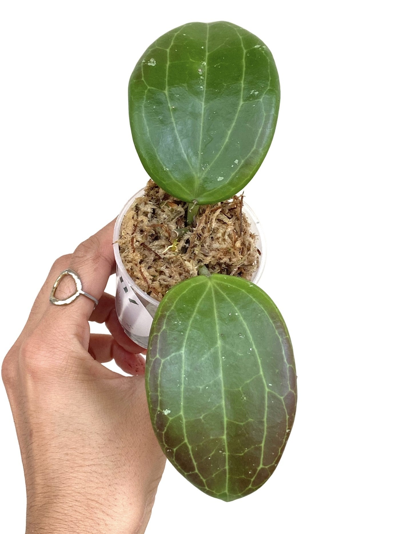 Hoya Quinquenervia