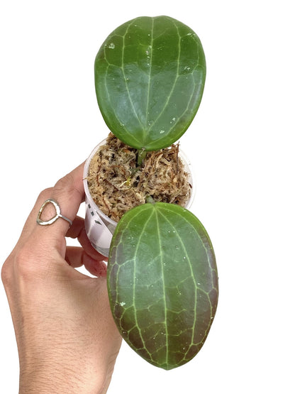 Hoya Quinquenervia