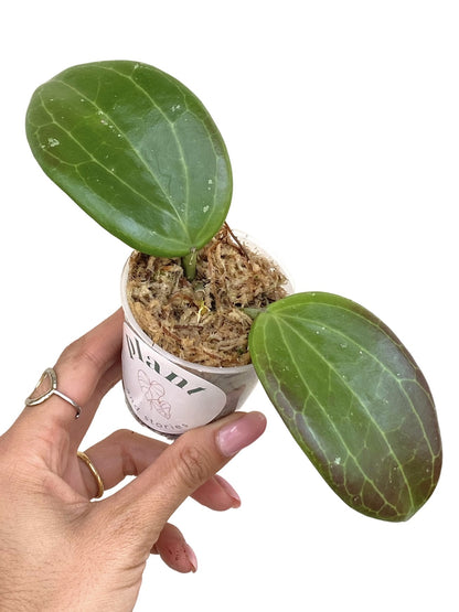 Hoya Quinquenervia