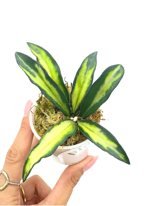 Hoya Wayetii variegata