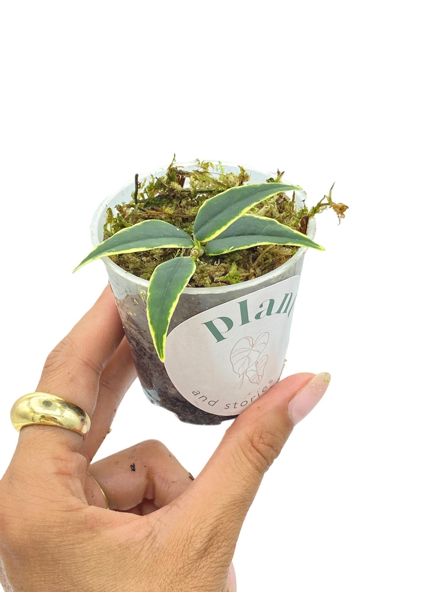 Hoya Bella Variegata