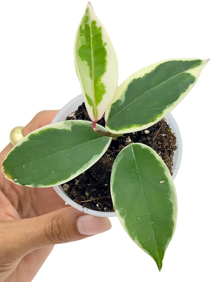 Hoya Carnosa Krimson Queen