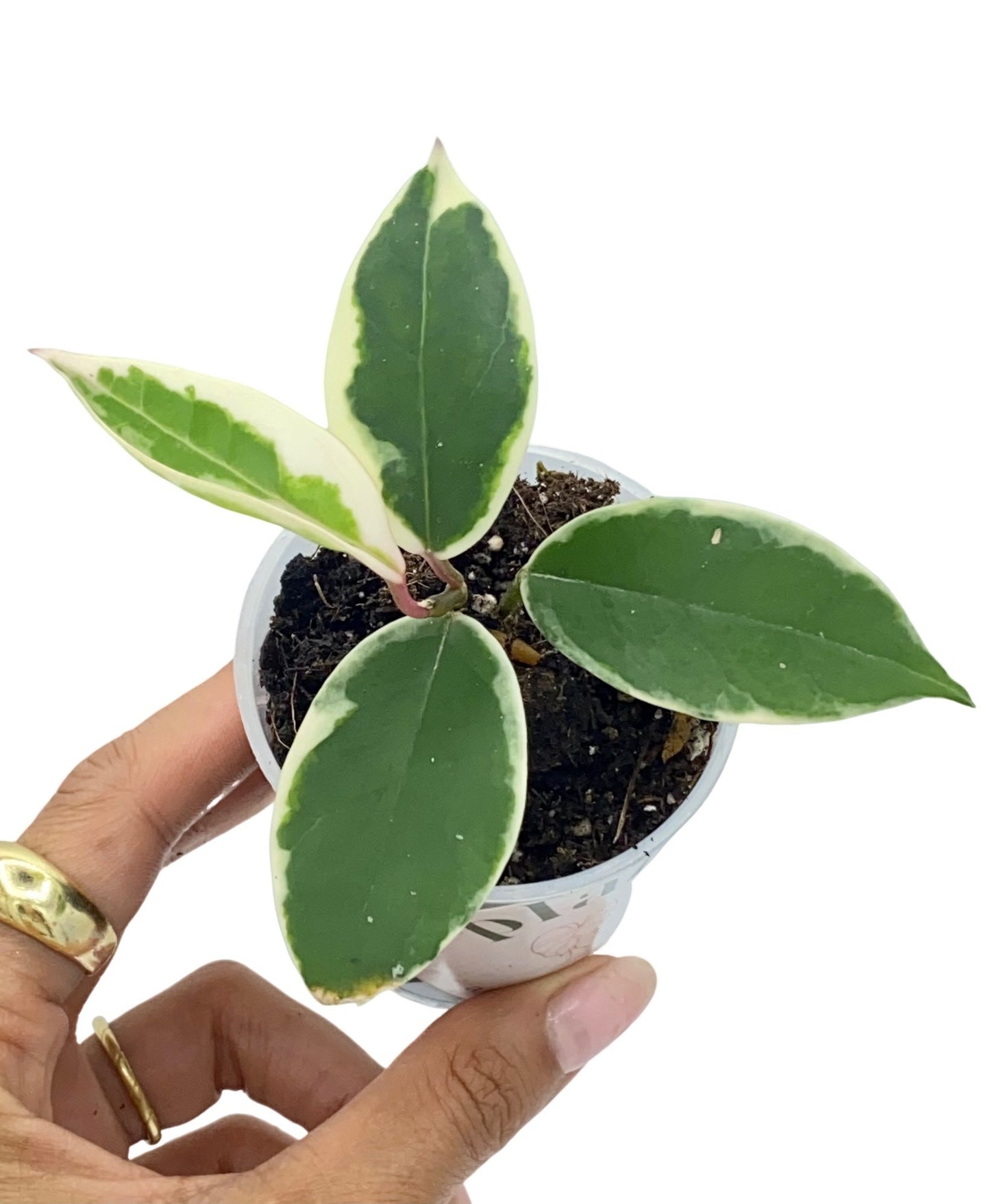 Hoya Carnosa Krimson Queen