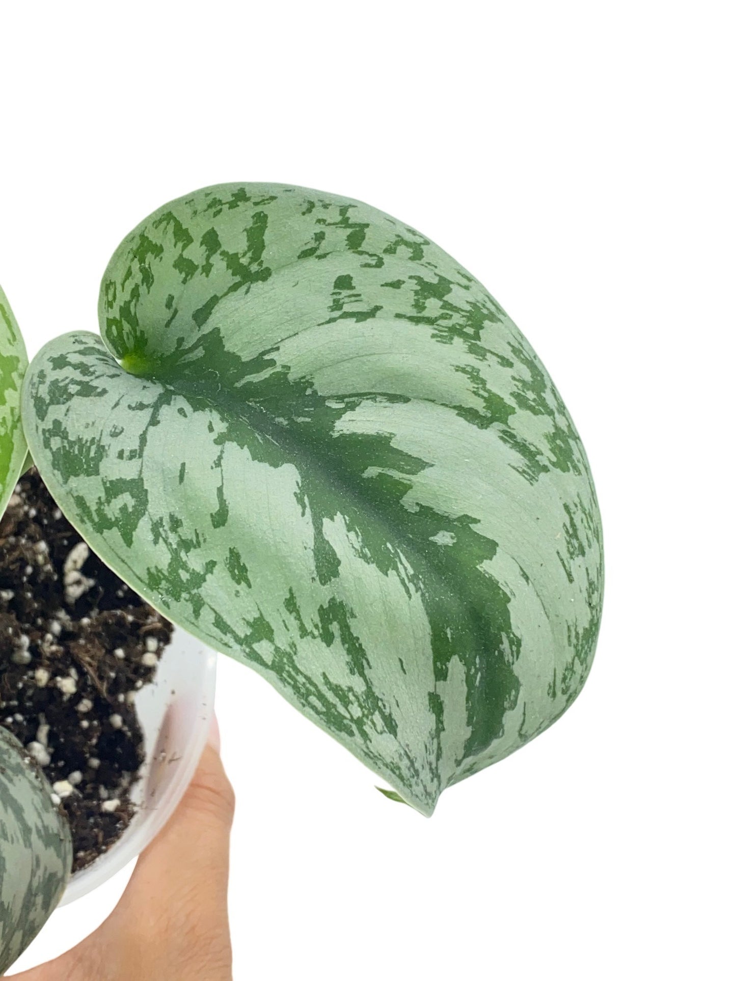 Feuille du Scindapsus Pictus Trebie verte et argentée avec un motif panaché, sortant d'un pot transparent