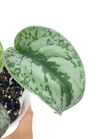 Feuille du Scindapsus Pictus Trebie verte et argentée avec un motif panaché, sortant d'un pot transparent