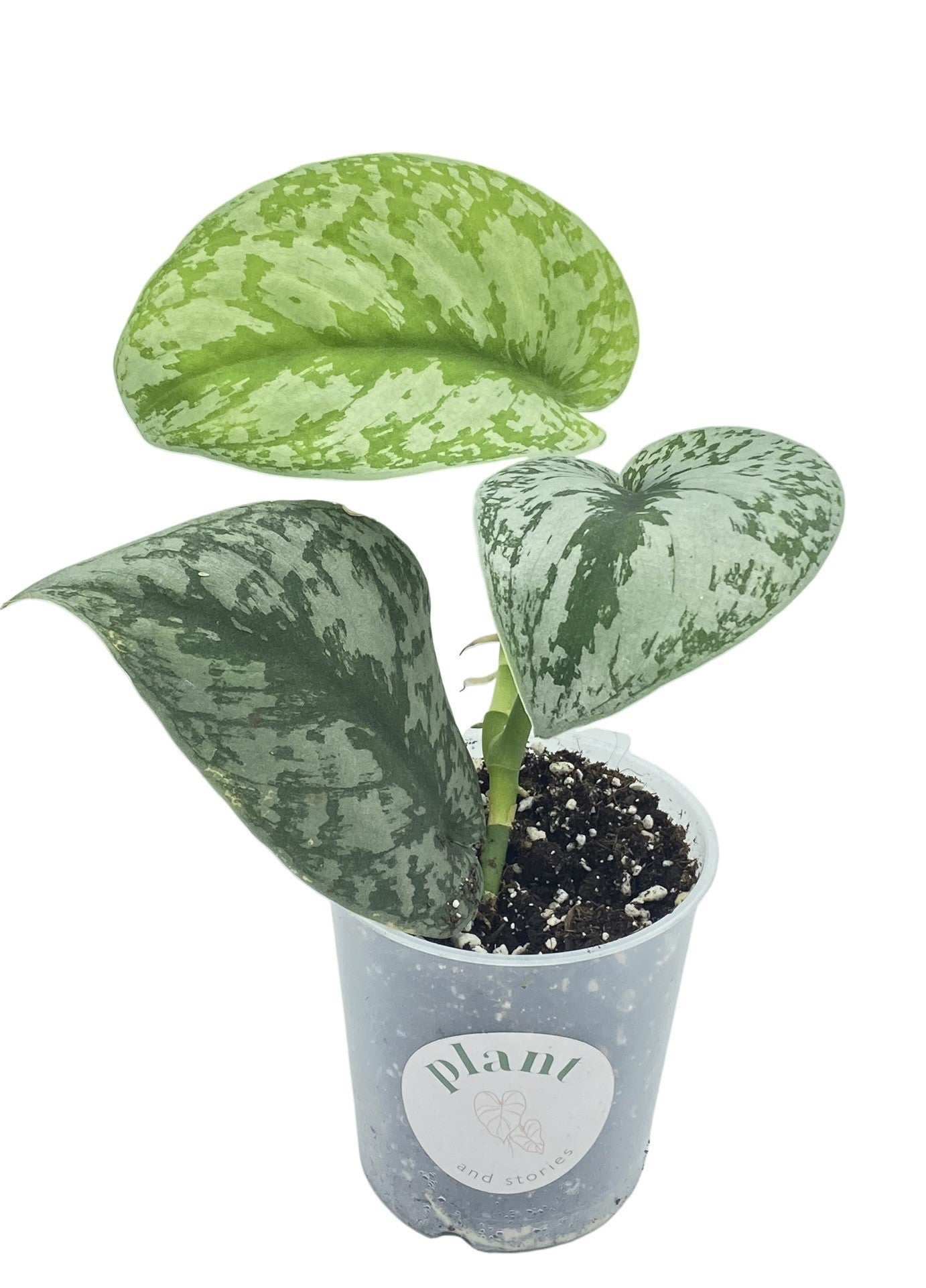 Un jeune Scindapsus Pictus Trebie en pot de culture transparent avec son feuillage panaché de vert argenté