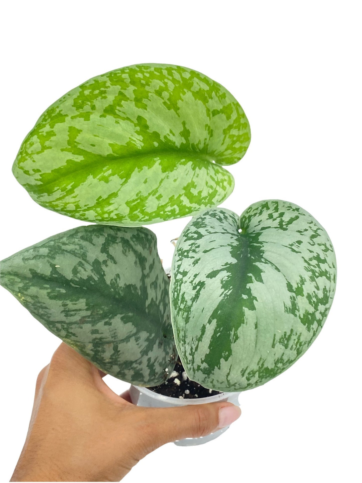Feuilles de scindapsus pictus Trebie vertes et argentées à la texture satinée dans un petit pot blanc