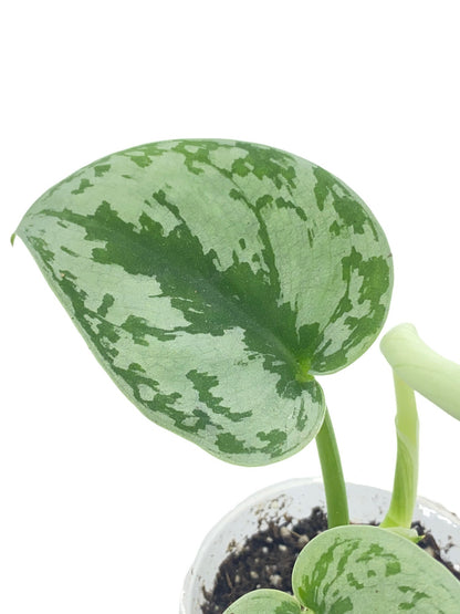 Une feuille de Scindapsus Pictus Trebie avec de larges motifs argentés sur fond vert sombre dans un pot blanc