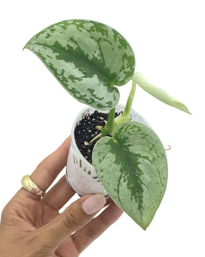 Jeune Scindapsus Pictus Trebie en pot de culture transparent avec ses feuilles vertes et argentées marbrées