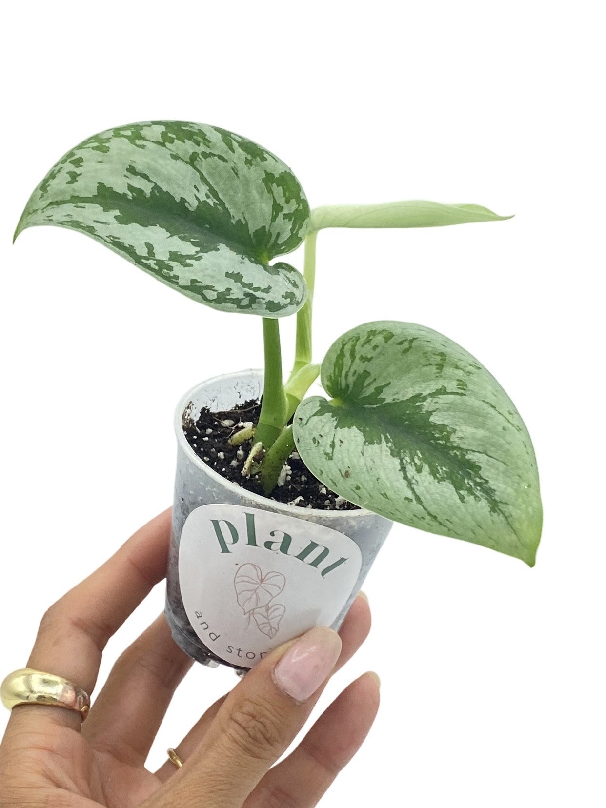 Scindapsus Pictus Trebie avec son feuillage vert et argenté dans un petit pot de culture transparent sur fond blanc