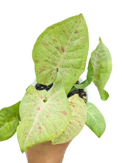 Syngonium Confetti - plantandstories