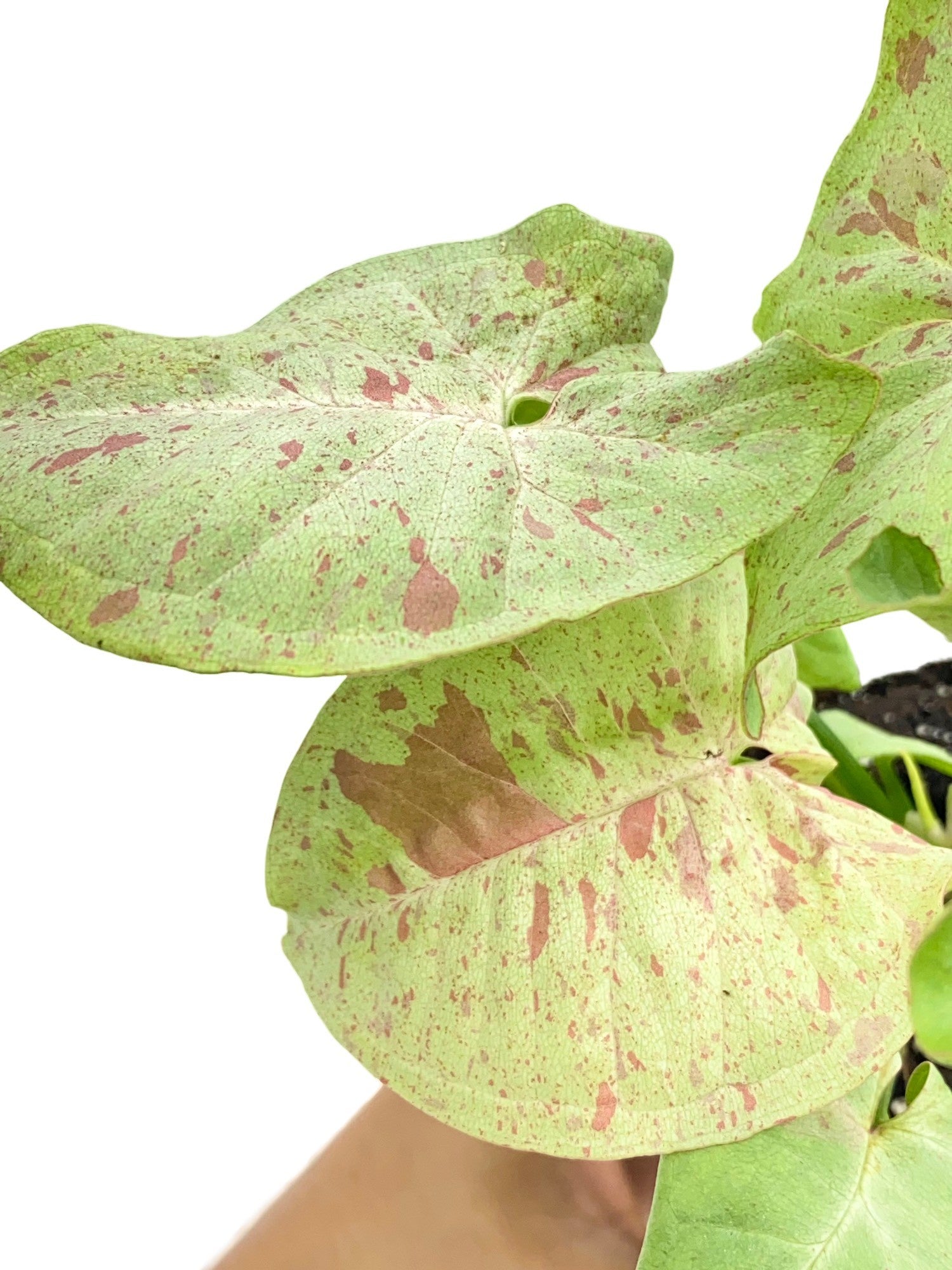 Syngonium Confetti - plantandstories