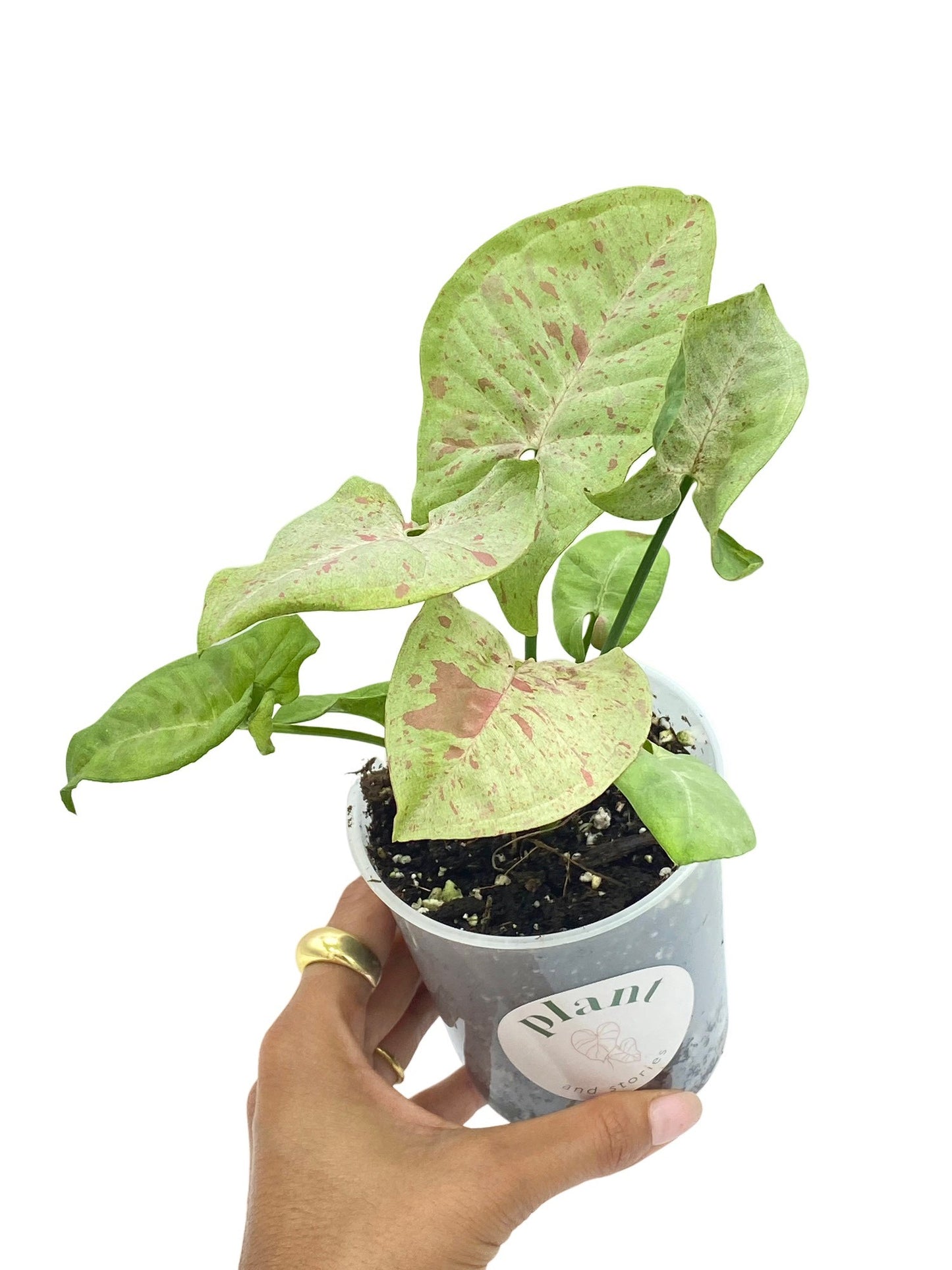 Syngonium Confetti - plantandstories