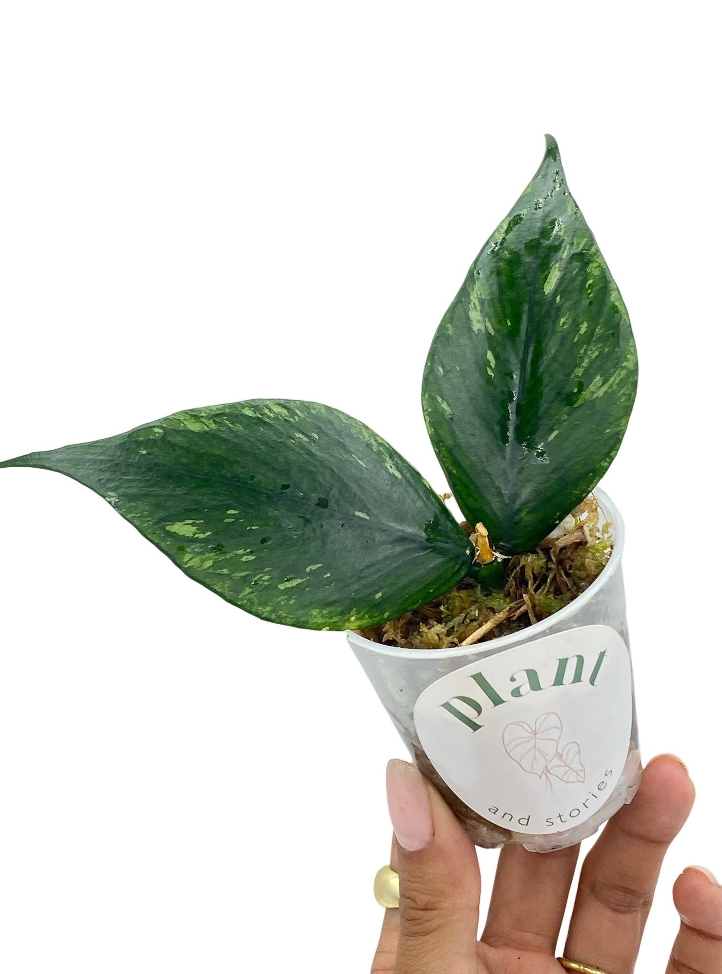 Un jeune plant d'Hoya Polyneura aux feuilles vert foncé marbrées de vert clair, dans un petit pot transparent