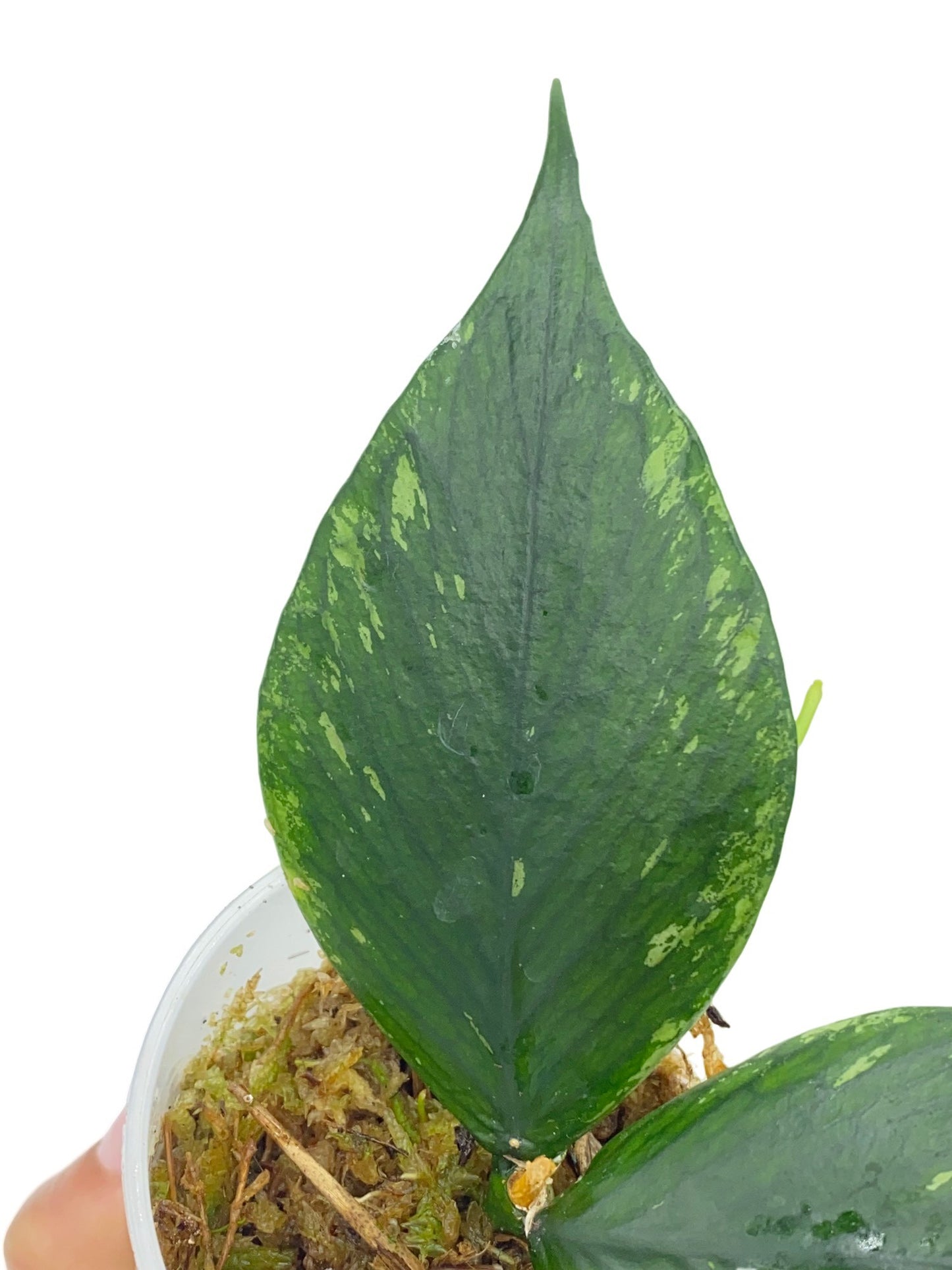 Hoya Polyneura