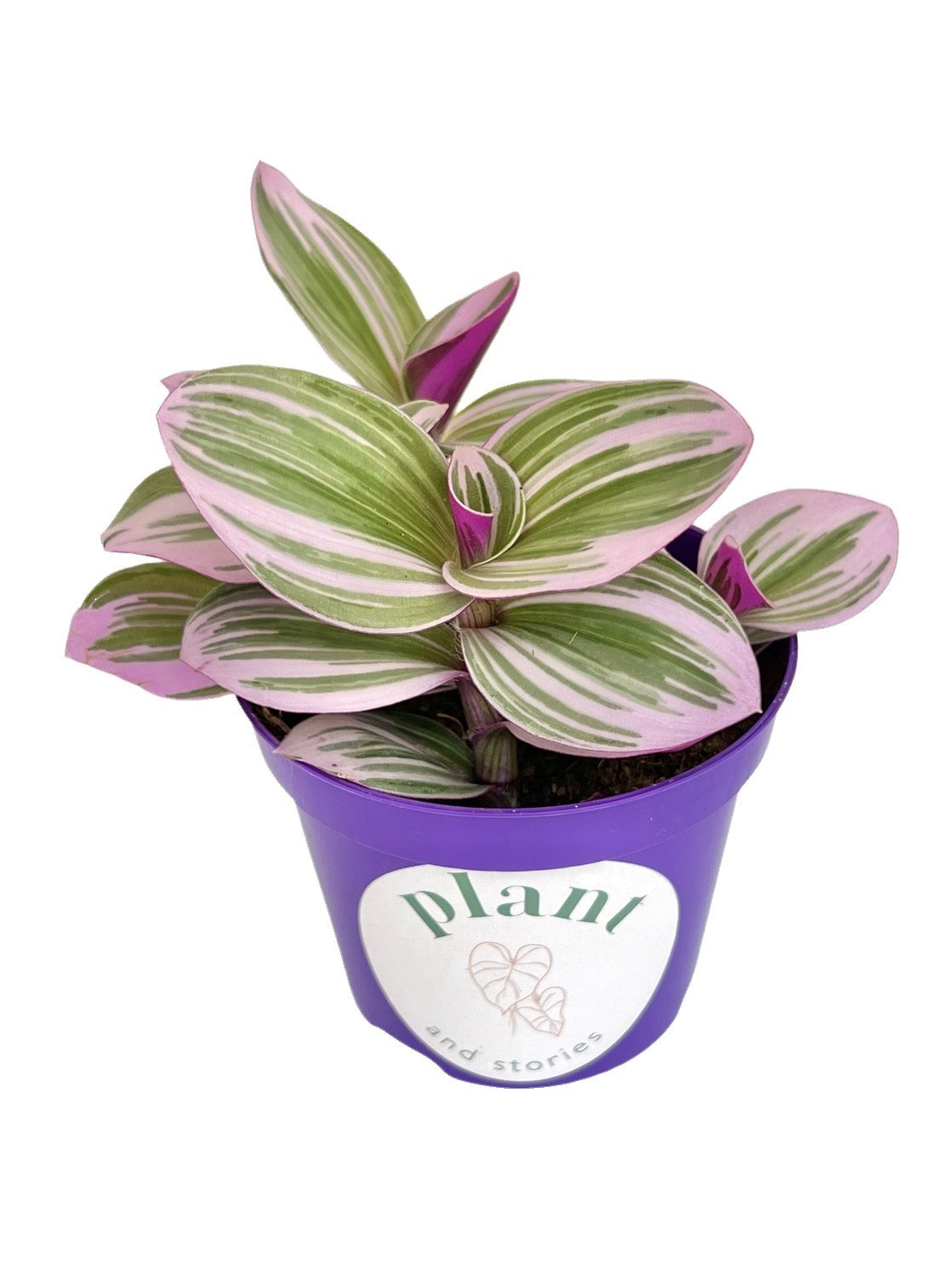 Tradescantia Nanouk
