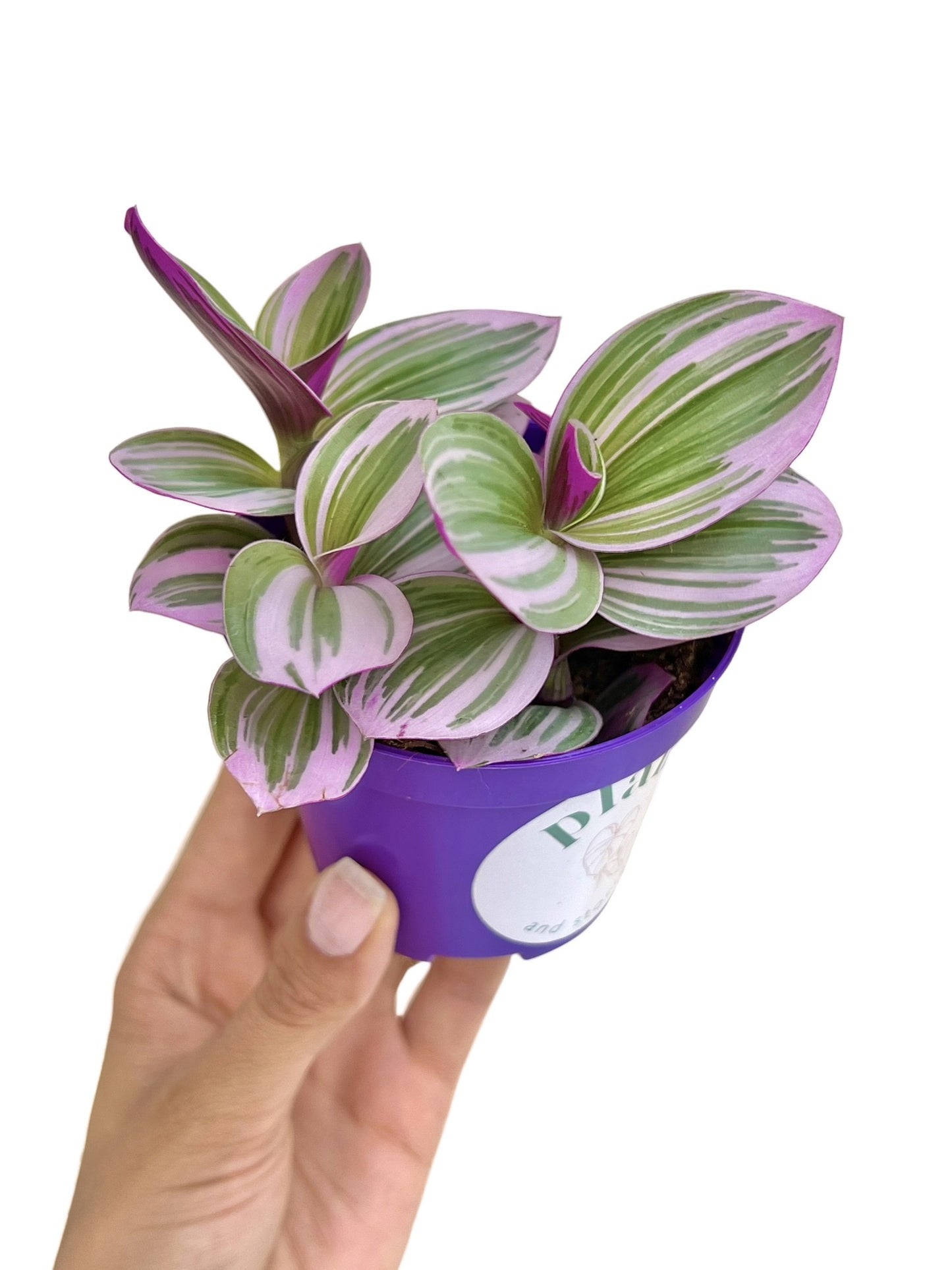 Tradescantia Nanouk