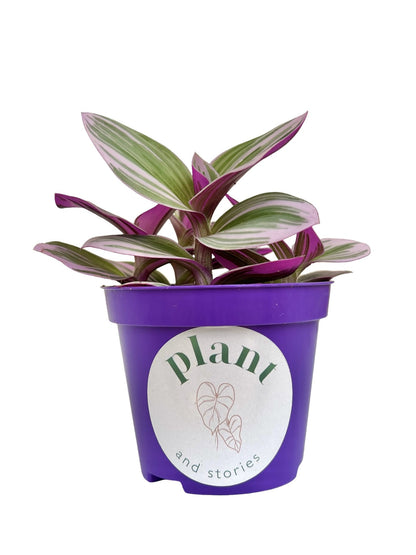 Tradescantia Nanouk