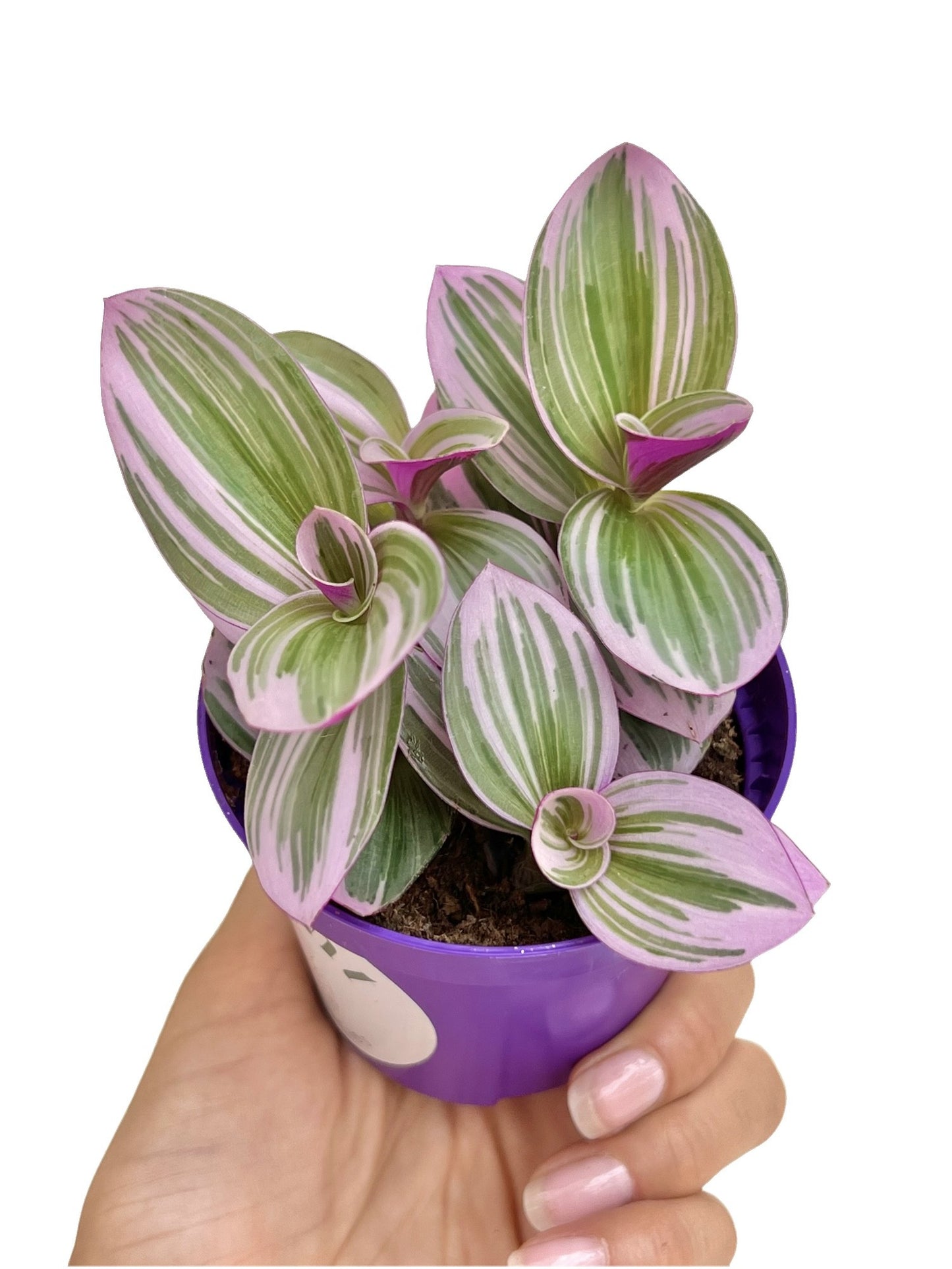 Tradescantia Nanouk
