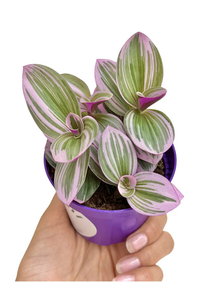 Tradescantia Nanouk