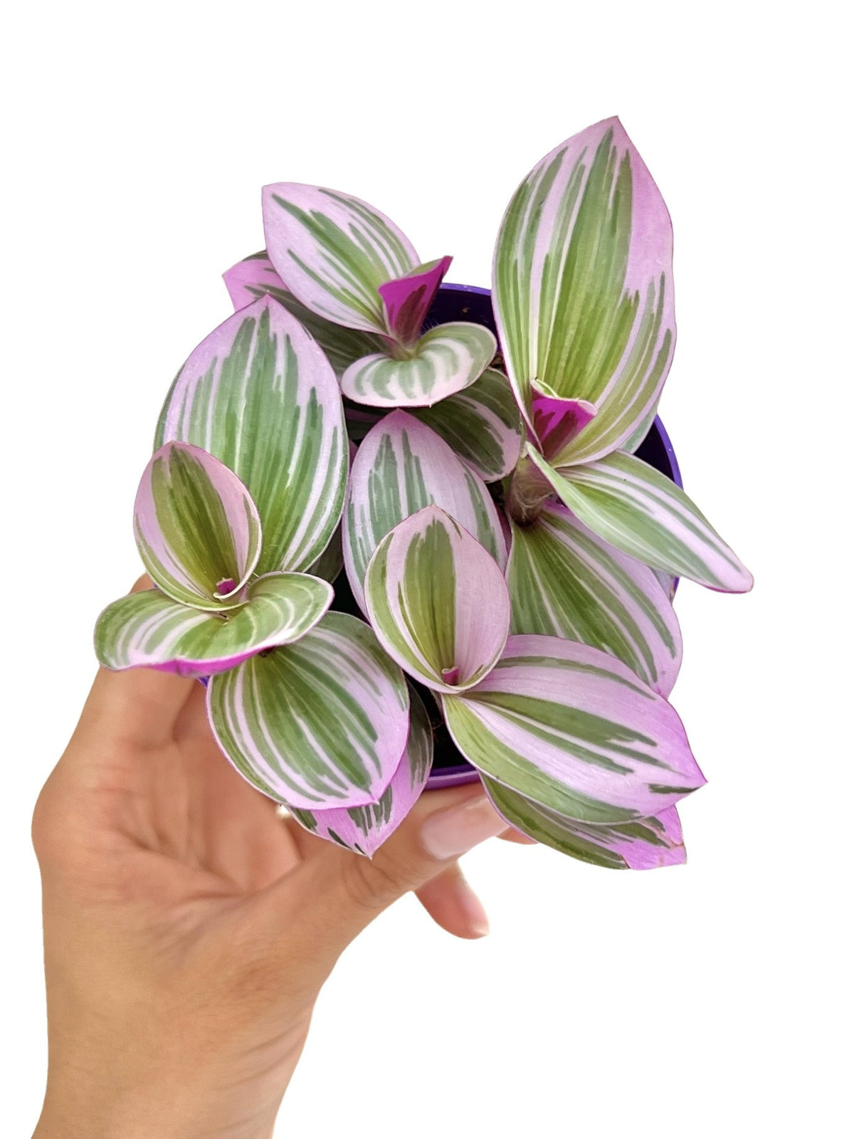 Plante d'intérieur Tradescantia Nanouk aux feuilles panachées de rose, vert et blanc dans un petit pot violet