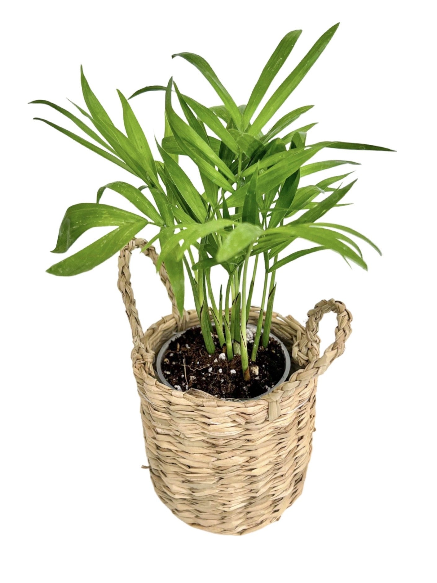 small wicker plant pots Trio Mini Wicker Plant Pots