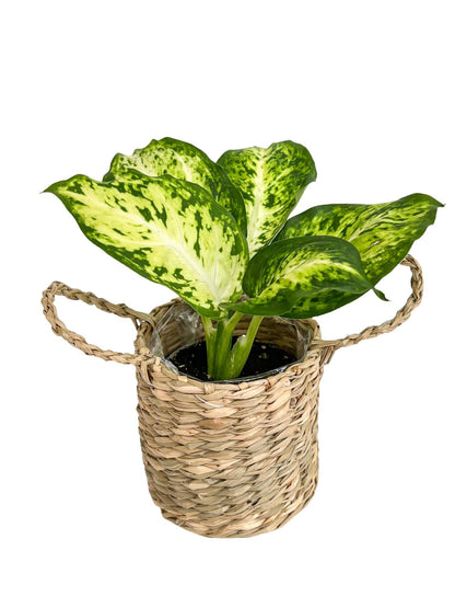 Trio of mini wicker plant pots