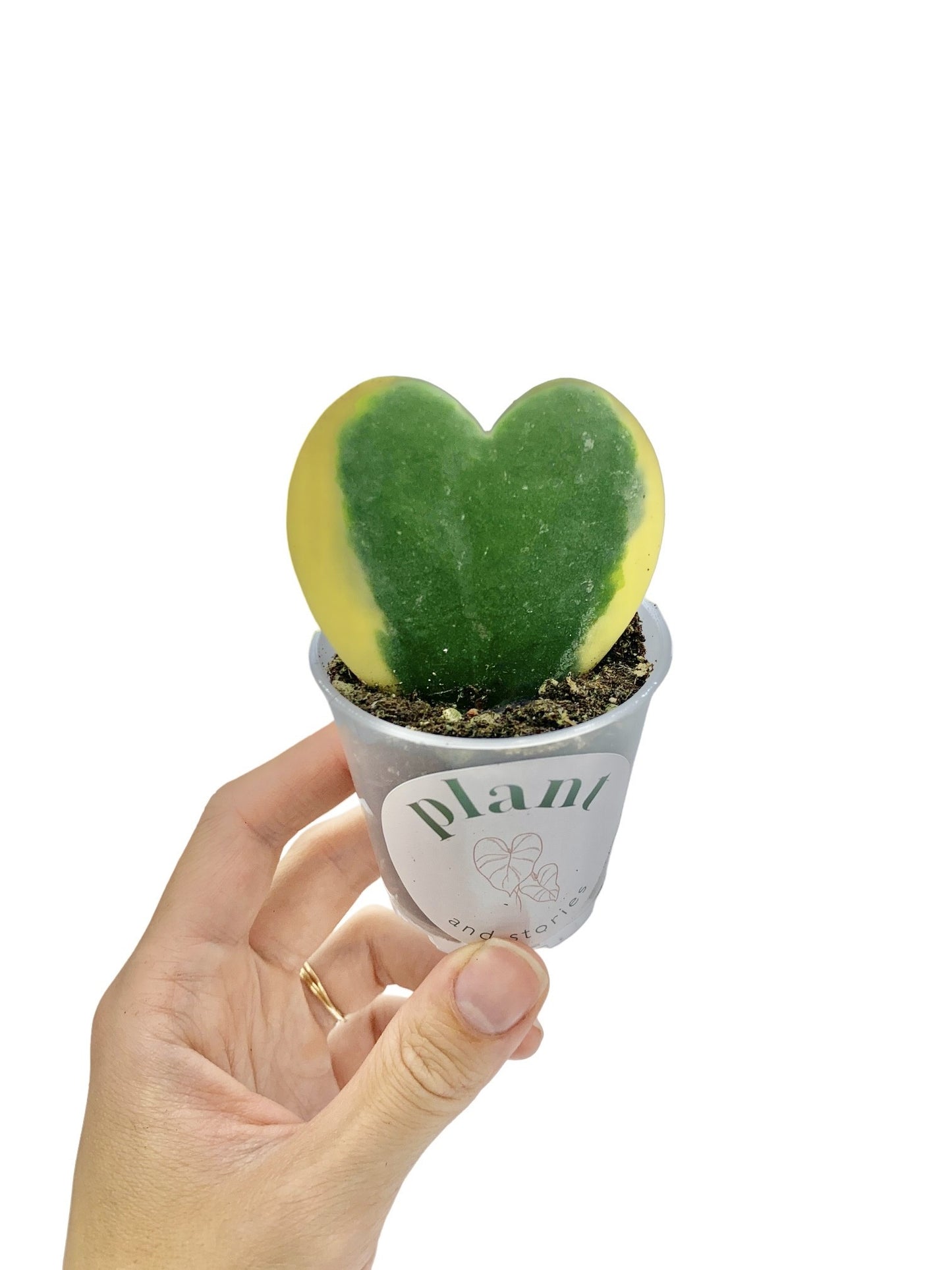 Hoya Kerrii Variegata