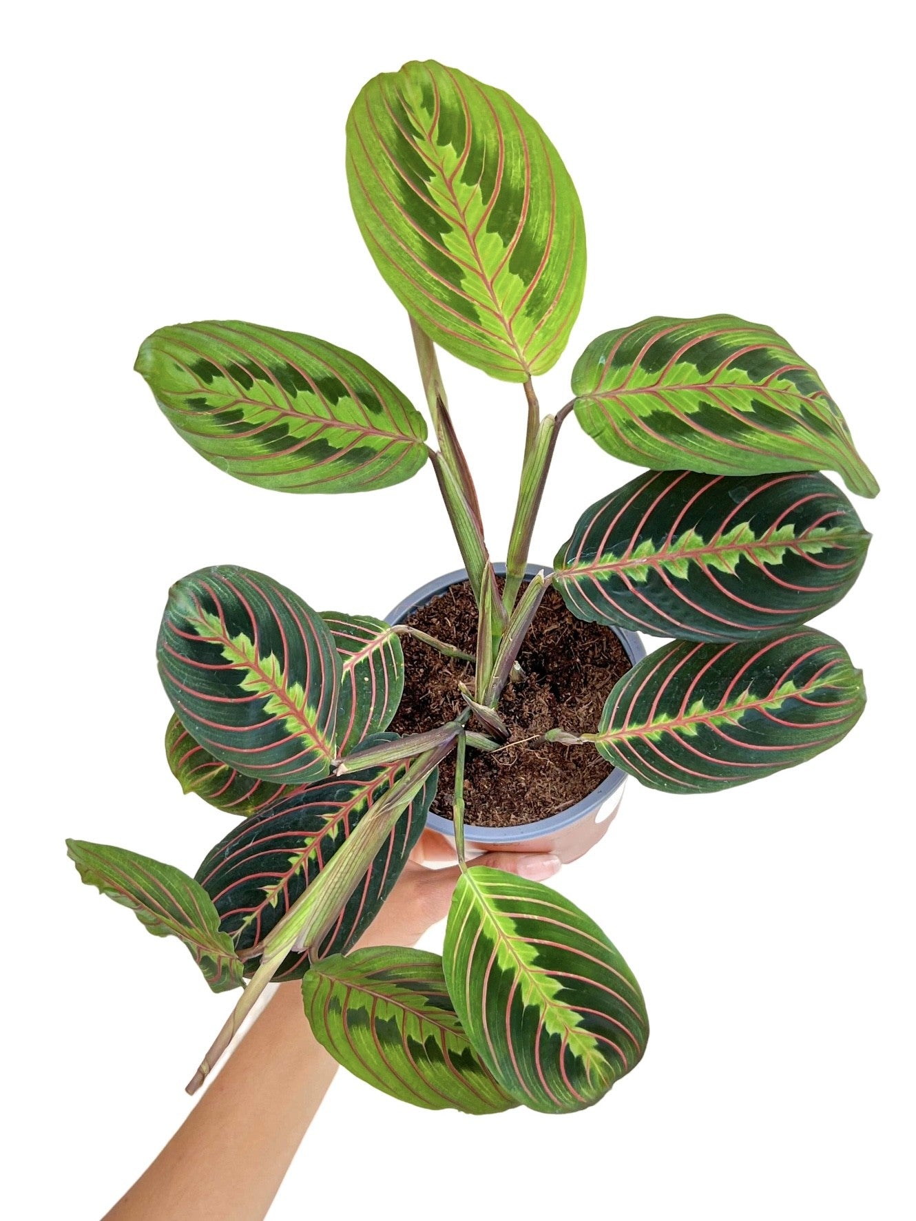 Superbe Maranta Leuconeura Fascinator en pot, avec ses feuilles vertes aux motifs sombres et nervures rouges marquées