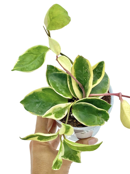 Hoya Carnosa Krimson Queen