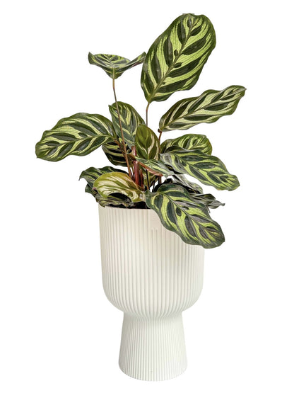 Vibes Fold Pot Planter Elho Cup