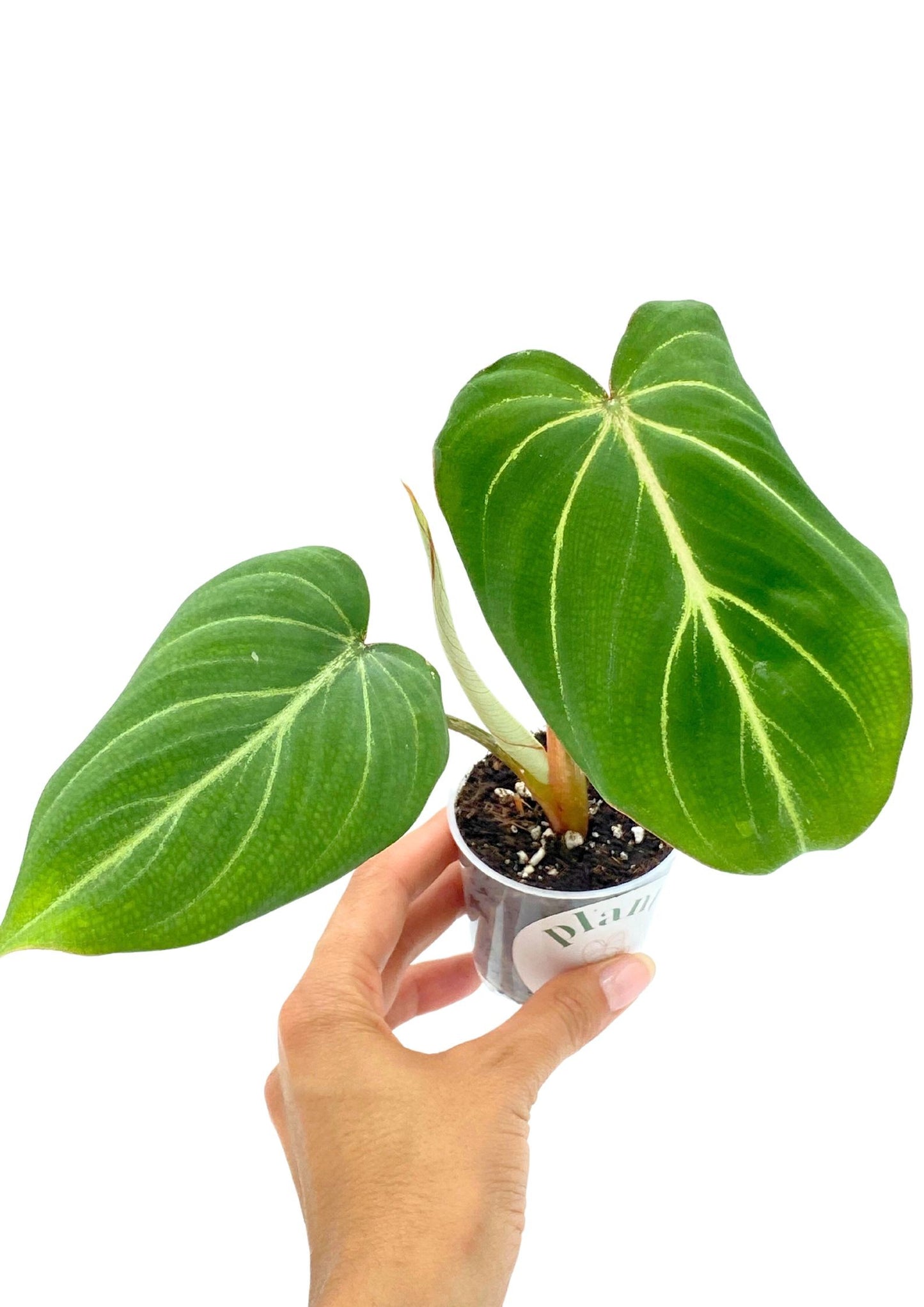 philodendron gloriosum temperature Philodendron gloriosum: rare, unique velvety foliage! – plantandstories
