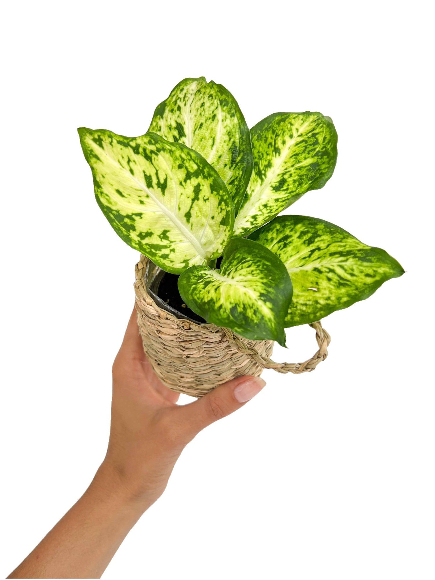 Duo Dieffenbachia Mars + Mini cache-pot osier