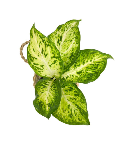 Duo Dieffenbachia Mars + Mini cache-pot osier