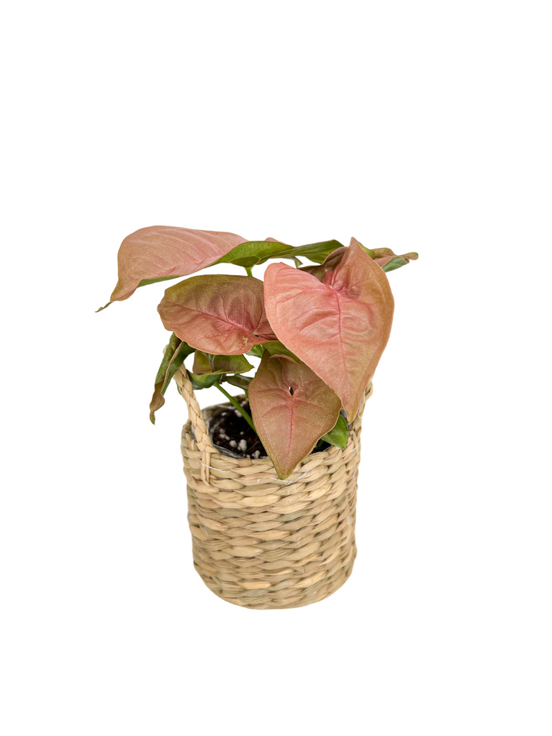 Syngonium Neon Robusta Duo + Mini Wicker Planter