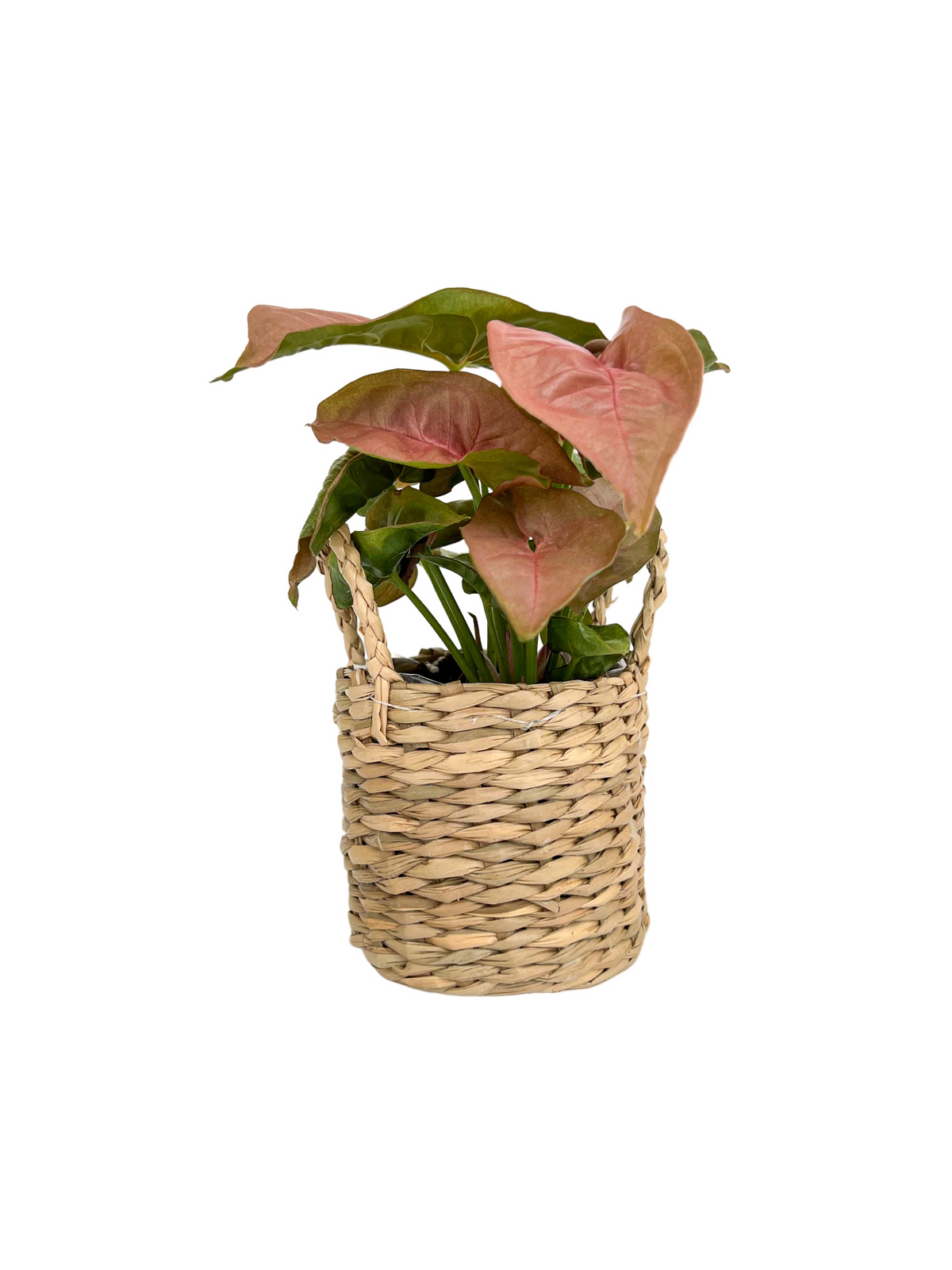 Syngonium Neon Robusta aux feuilles rose pâle et vert émeraude dans un mini cache-pot en osier tressé