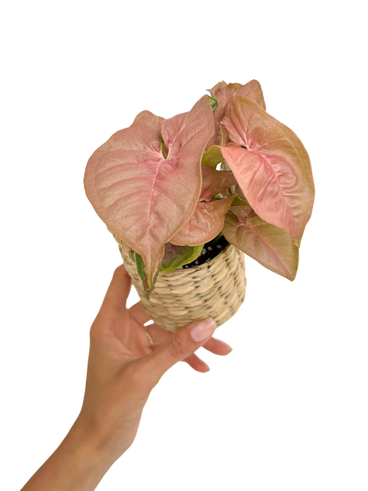 Un Syngonium Neon Robusta avec un feuillage rose clair dans un mini cache-pot en osier beige naturel