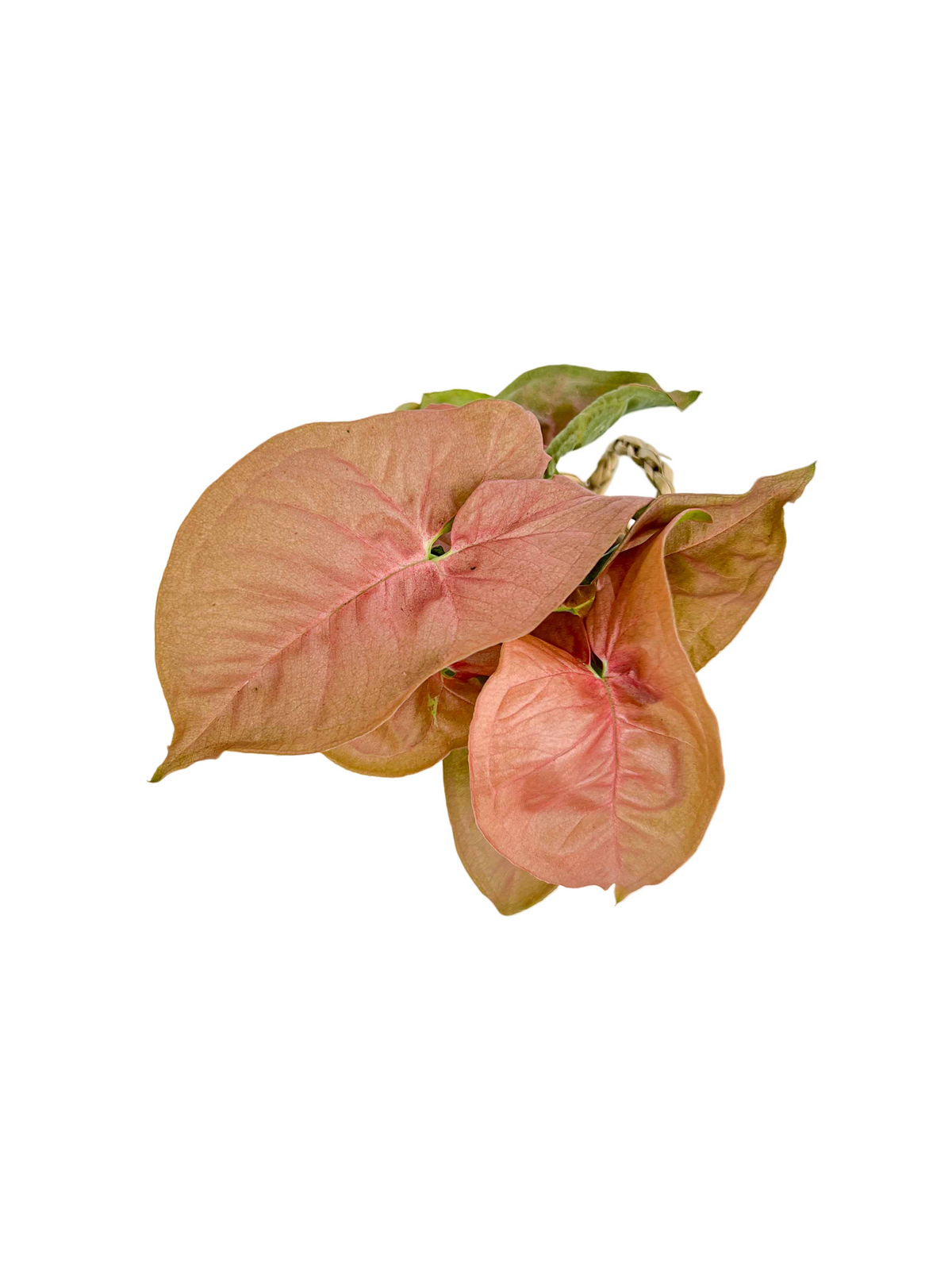 Gros plan sur un Syngonium Neon Robusta au feuillage rose orangé, avec des feuilles en forme de cœur et des nervures