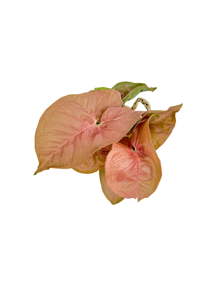 Gros plan sur un Syngonium Neon Robusta au feuillage rose orangé, avec des feuilles en forme de cœur et des nervures